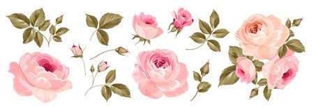 Set of differents roses on white background.のイラスト素材