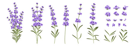 Set of differents lavender branches on white background.のイラスト素材