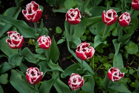 Spring tulips with dew on the petalsの写真素材