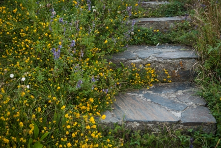 Stairs made of stone surrounded by yellow flowersの写真素材