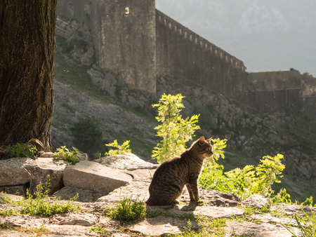 Cat sitting in sunset light at the fortressのeditorial素材