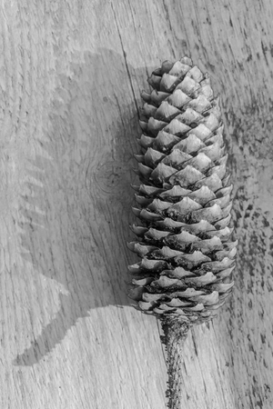 Decorative pine coneの写真素材