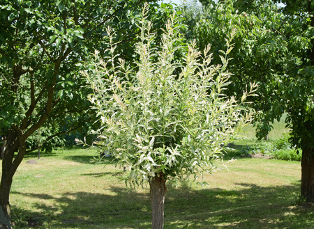 Beautiful trees in the garden