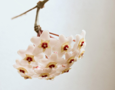 Waxflower in full bloomの写真素材