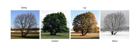Beautiful tree caught in the four seasons. Collage.