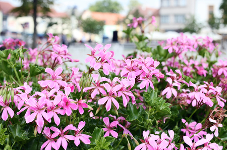 Pink pelargonium flowering in town. Bokeh background.の写真素材