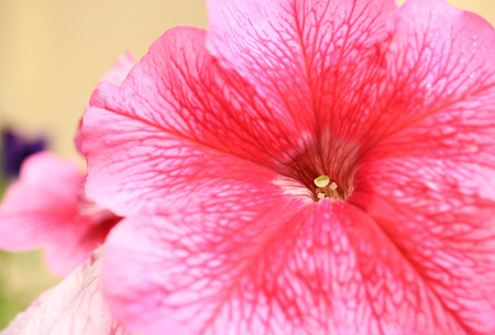 Pink petunia from close-up.の写真素材