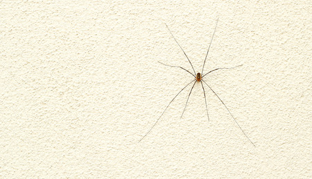 Phalangium opilio on light wall. Spider.