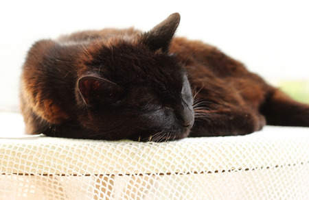 Black cat sleeping on tablecloth.の写真素材