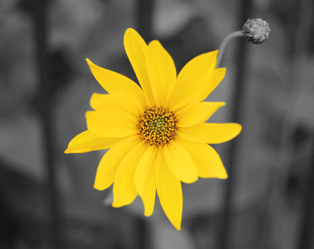 Yellow flower in bloom from close-up. Black-and-white. Colorized.の写真素材