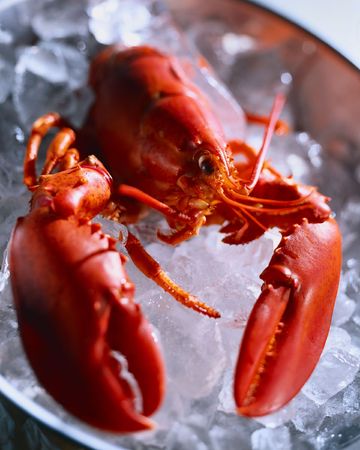 Red lobster in ice, shellfishの写真素材