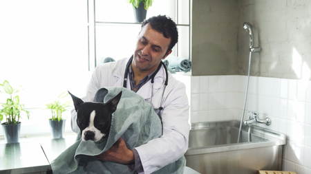 Happy mature male professional vet smiling drying adorable puppy with a towel after washing it care pets animals grooming profession occupation family friendly specialist helpful.の写真素材