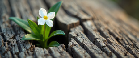 A delicate white flower with a bright yellow center emerges triumphantly from a weathered wooden surface, symbolizing resilience and beauty in unexpected places. The contrast between the fragile bloom and the rough, textured wood evokes a sense of hope and renewal, reminding us of natures tenacity.の素材