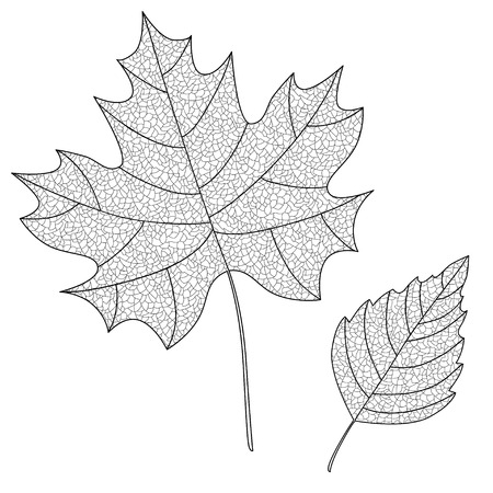 Vector Collection of Leaf Silhouettes with thin veins. Maple and birch leaves. Leaves sketch.のイラスト素材
