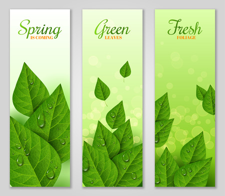 Vertical banners with green leavesのイラスト素材
