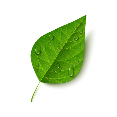 Green leaf with water drops isolated on whiteのイラスト素材