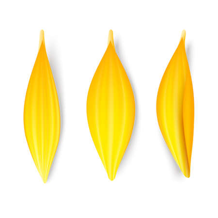 Yellow petals setのイラスト素材
