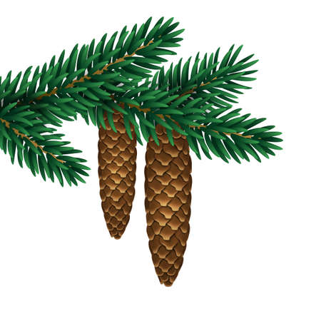 Branch of Christmas fir tree with hanging pine cones isolated on white background. Vector illustration. Spruce cedar twig with green needles.のイラスト素材