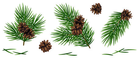 Christmas fir tree branches with brown pine cones and needles set isolated on white background. Vector illustration.のイラスト素材