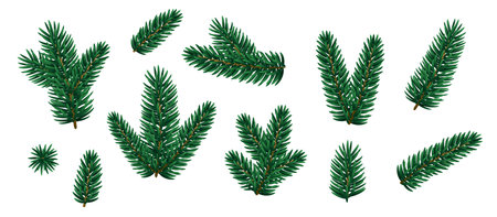 Set of Merry Christmas fir tree branches. Vector illustration. Winter holiday icons, evergreen pine parts. Xmas and New Year green conifer plant elements isolated on white backgroundのイラスト素材