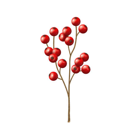 Realistic Merry Christmas holly berries on ilex branch, mistletoe icon isolated on white background. Vector illustration. Happy New year holiday celebration symbol.のイラスト素材