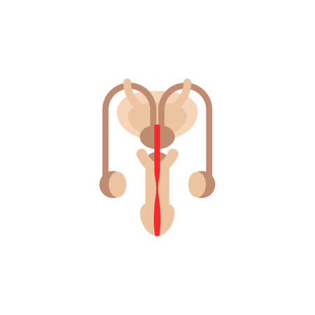Male reproductive system anatomy abstract flat icon. Human Internal Organ vector illustration isolated on white background.のイラスト素材