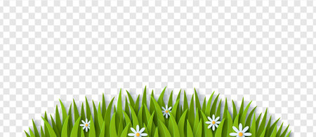 Grass and chamomile paper cut border isolated on transparent background. Vector Illustration. Spring summer green pattern. Happy Easter Frame with white daisy, Earth day decorationのイラスト素材