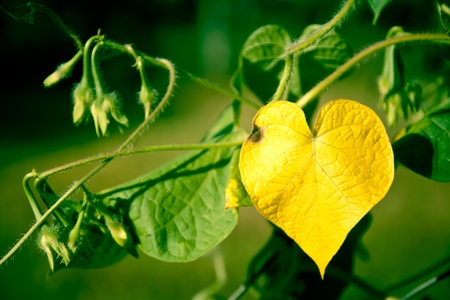 Heart shaped Leaf 