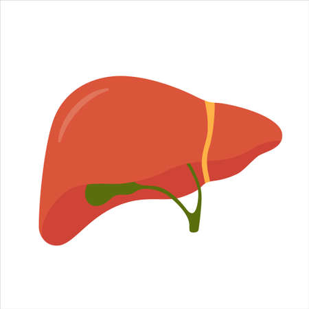 Human liver and gallbladder. Isolated vector illustration in flat style on white backgroundのイラスト素材