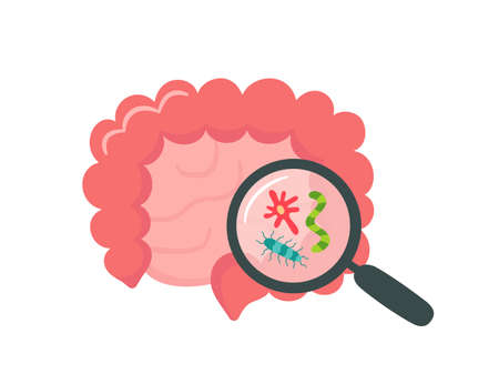Small and large human intestine and magnifier. Gut microbiome. SIBO, leaky gut syndrome and candida growth. Abstract intestine. Vector illustration isolated on white background.のイラスト素材