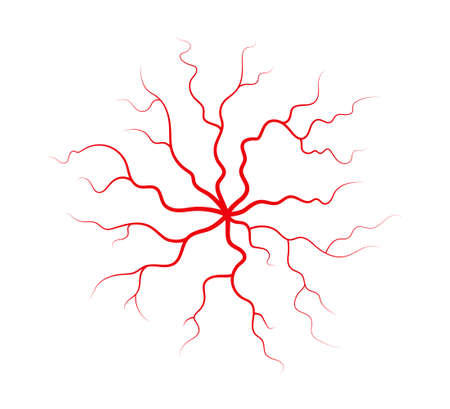 Human veins and arteries. Red branching spider-shaped blood vessels and capillaries. Vector illustration isolated on white background.のイラスト素材