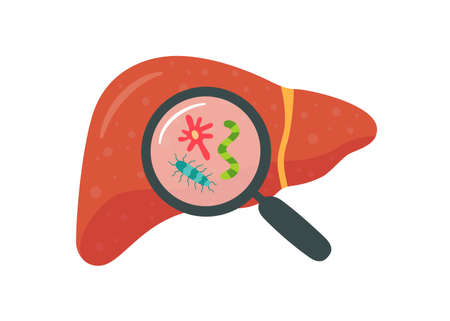Liver and magnifier with vermins. Liver disease. Isolated vector illustration in flat style on white background.のイラスト素材
