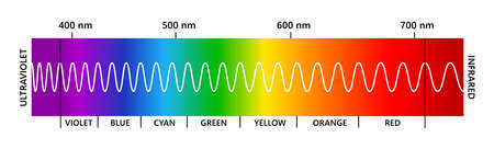 Visible light spectrum, infared and ultraviolet. Electromagnetic visible color spectrum for human eye. Vector gradient diagram with wavelength and colors. Educational illustration on white background.のイラスト素材