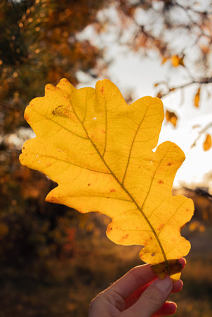 Yellow oak leaf in a woman's hand. Autumn seasonal concept. Fall mood.の写真素材
