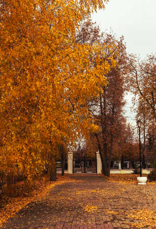 Autumn, fall concept. Alley in the city park with fallen leaves. Autumn arrives. Fall mood.の写真素材