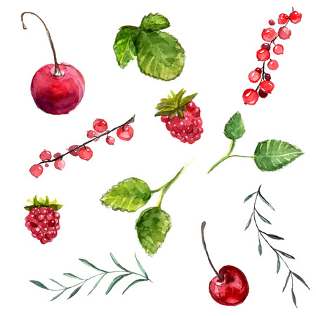 Watercolor berries: cherry, red currant and raspberry, leaves of mint and rosemary. Vector design elements isolated on white background.のイラスト素材