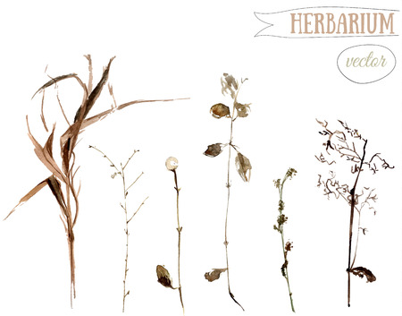 Watercolor illustration of dried wild plants and herbs. Vector design elements.のイラスト素材