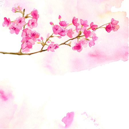 Pink background with branch of cherry blossom. Vector watercolor illustration of sakura.のイラスト素材