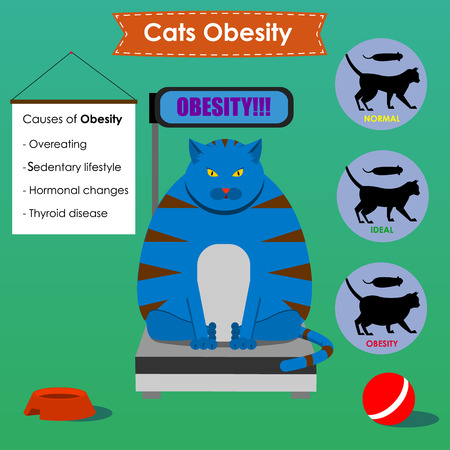 cat obesity,common problem pets.vector illustrationのイラスト素材