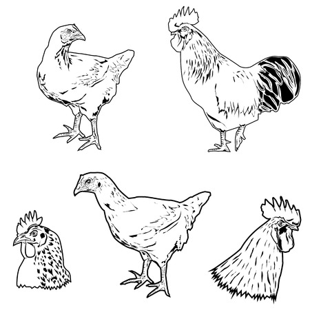 Chicken set in vectorのイラスト素材