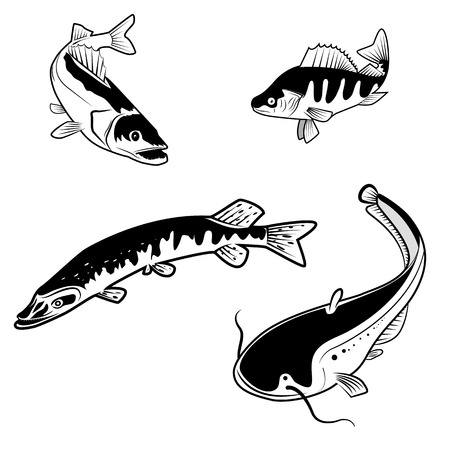 Set of the river fish in vector. Fish logo design templatesのイラスト素材