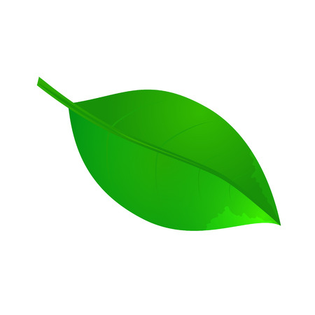 Leaf icon in vector. Green leaf isolated on white background. Leaf illustration. Design element in vector.のイラスト素材