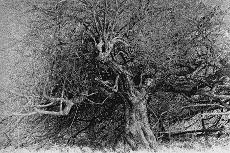 black and white photo of an old willow looking like a monsterの写真素材