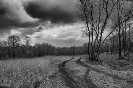 black and white photo of a road in the forest with a tree and clouds in the skyの写真素材