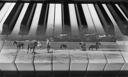 creative classical music background photo double exposure of piano keys and running horsesの写真素材