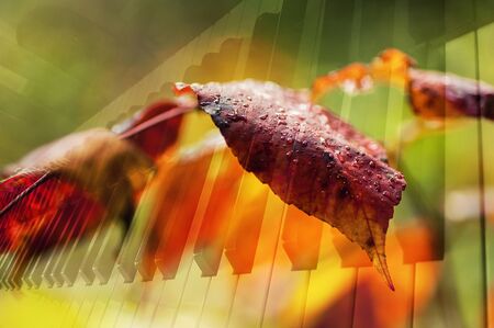 art photo double exposure with piano keys and autumn leavesの写真素材