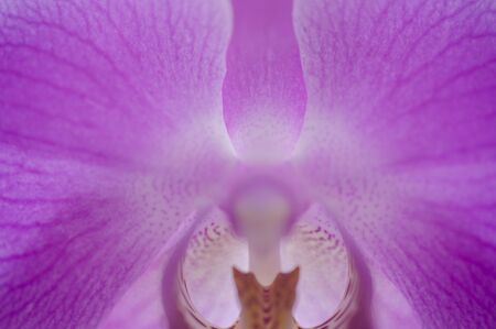 photo abstract background of purple orchid flower with veins closeupの写真素材