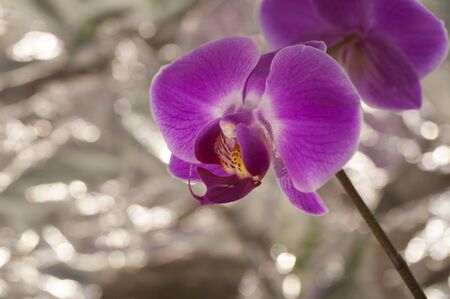 art macro photo abstract background from bokeh and orchid closeupの写真素材