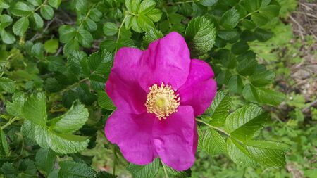 art photo of a bright blooming rosehip flower on a background of leavesの写真素材