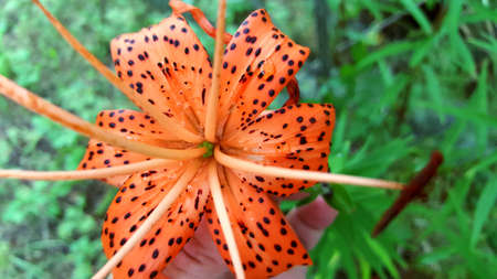 photo of an orange lily with black dots close-up for the backgroundの写真素材